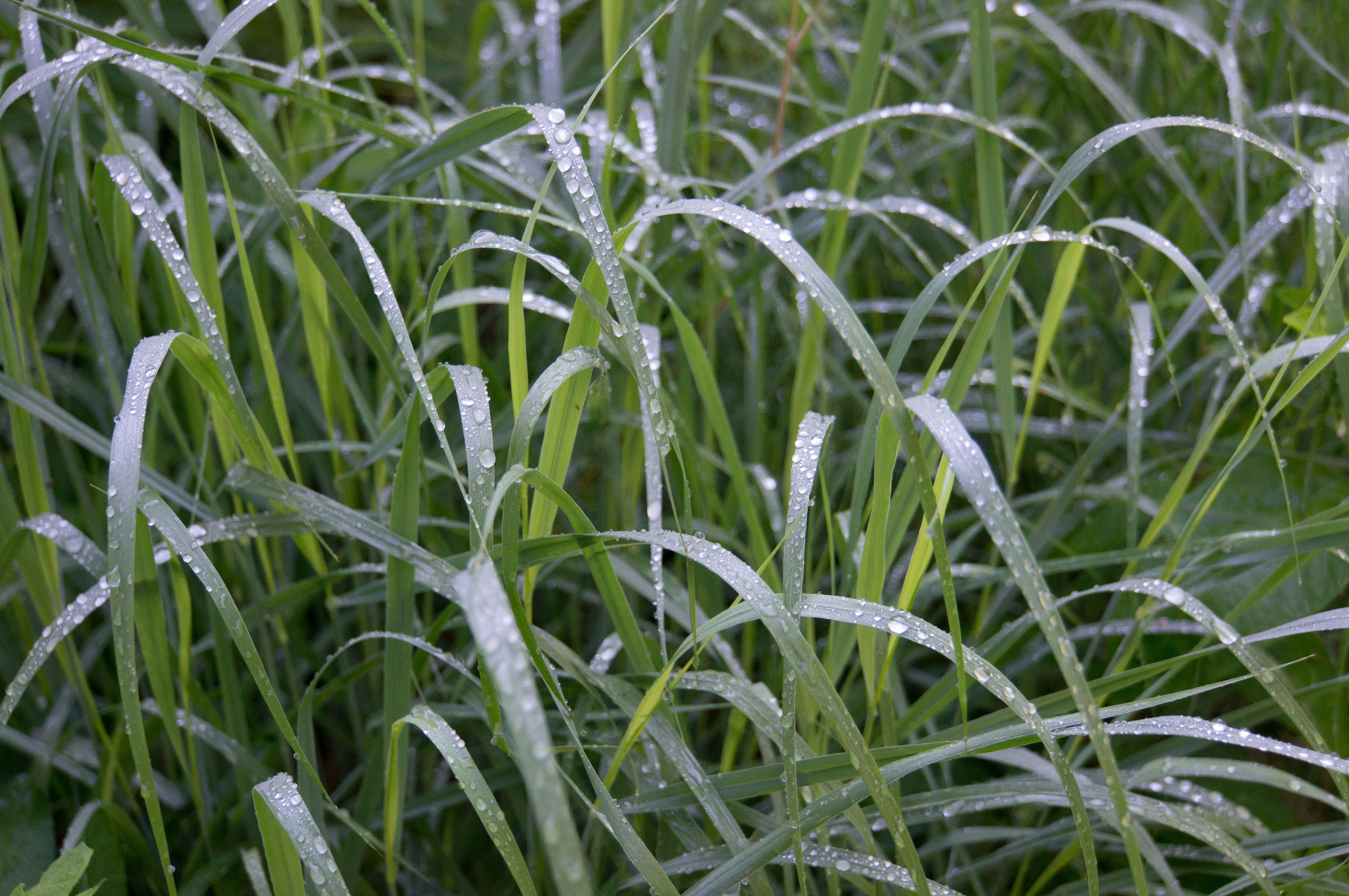 Imagem de Panicum virgatum L.