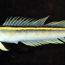 Image of Kochichthys flavofasciatus (Kamohara 1936)