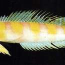 Image of Yellowbanded red weever