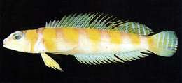 Image of Yellowbanded red weever