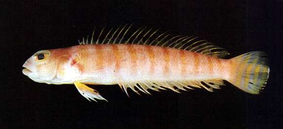 Image of Parapercis decemfasciata (Franz 1910)