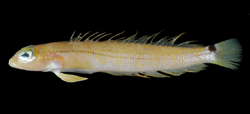 Image of Banded grubfish