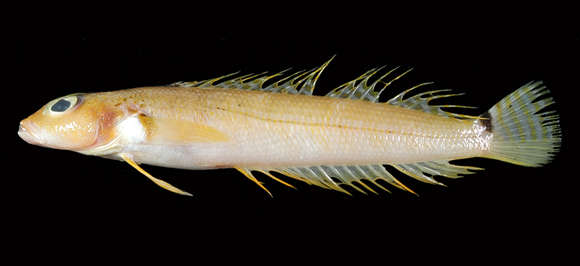 Image of Banded grubfish