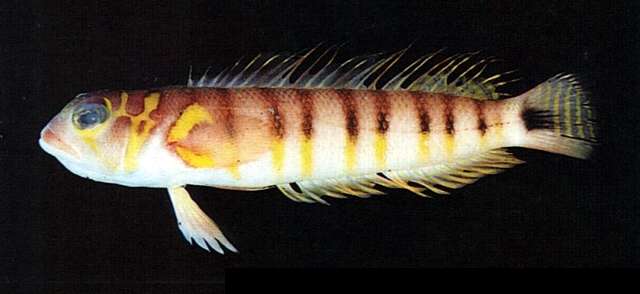 Image of Bicolorbarred weever