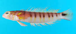 Image of Bicolorbarred weever