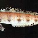 Image of Grub fish