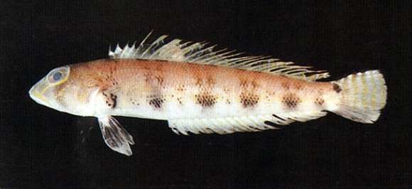 Parapercis sexfasciata (Temminck & Schlegel 1843) resmi