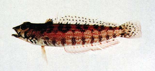 Image of Snyder's sandperch