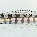 Image of Reticulated sandperch