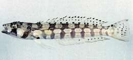 Image of Reticulated sandperch