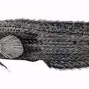 Image of Batan longfin