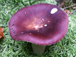 Image of Russula vinosa Lindblad 1901