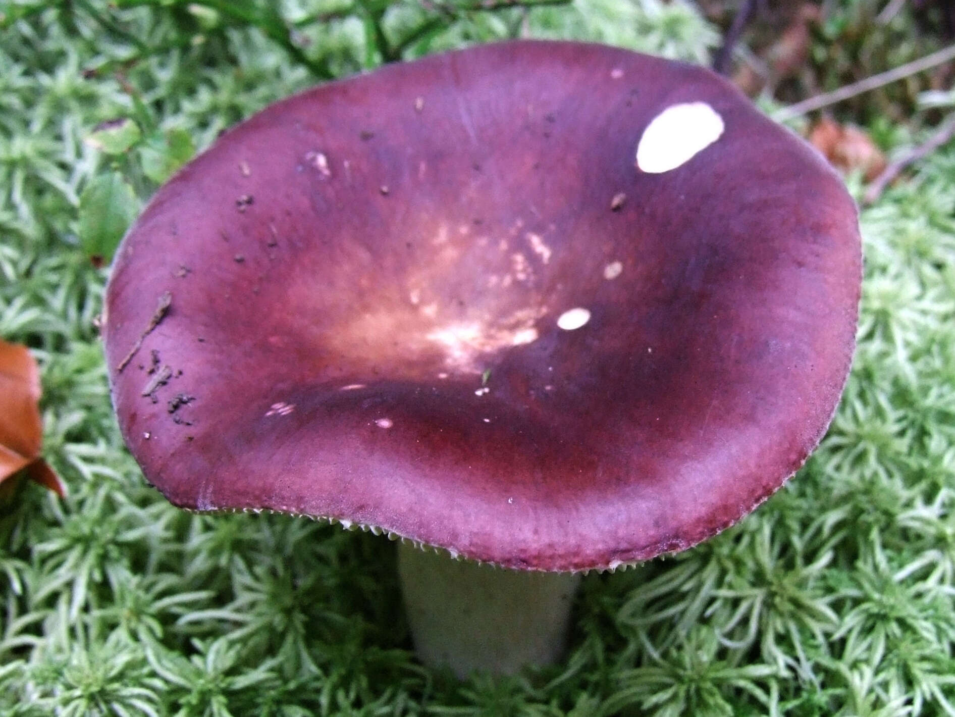 Image of Russula vinosa Lindblad 1901