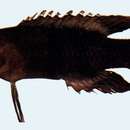 Image of Banded devilfish