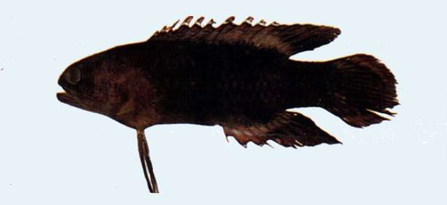 Image of Plesiops