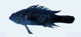 صورة Plesiops