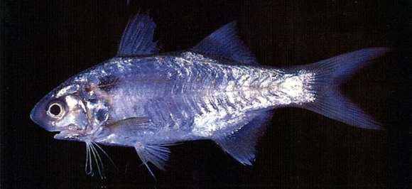 Image of Polydactylus