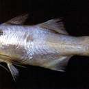 Image of Black-spot threadfin