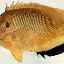 Image of Flagfish