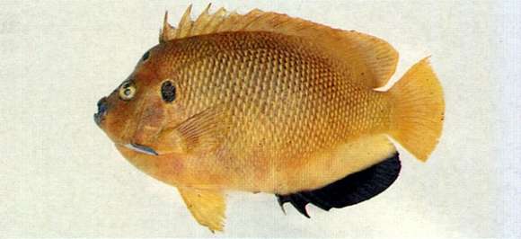 Image of Apolemichthys