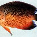 Image of Rusty Angelfish