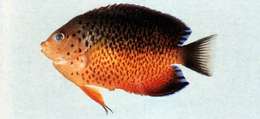 Image of Rusty Angelfish