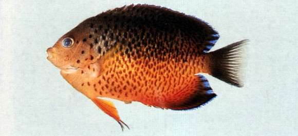 Image of Rusty Angelfish