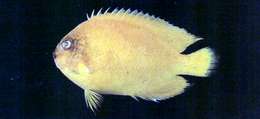 Image of Golden Angelfish