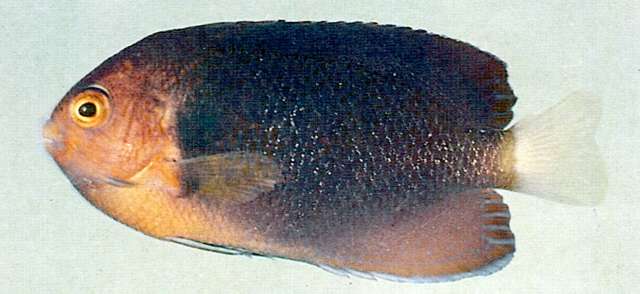 Image of Japanese Angelfish