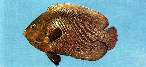 Image of Dusky angel-fish
