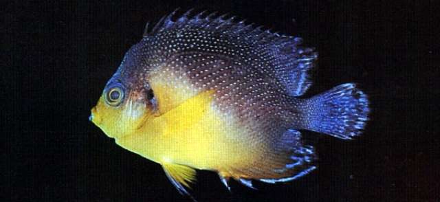 Image of Blue-backed Angelfish