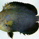 Image of Blue Vermiculate Angelfish