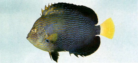 Image of Chaetodontoplus