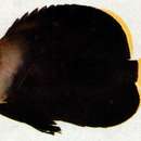 Image of Black Velvet Angelfish