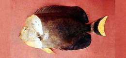 Image of Angelfish