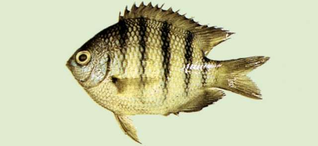 Image of Sergeant Fish