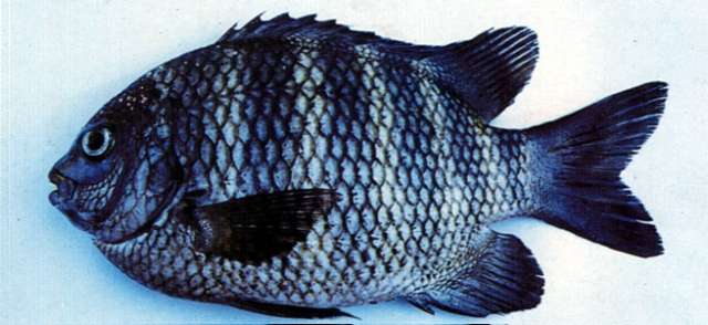 Image of Sergeant Fish