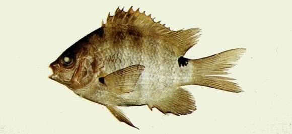 Image of Sergeant Fish