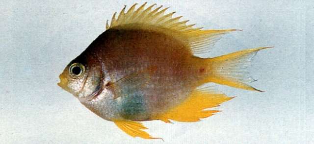 Image of Damselfish