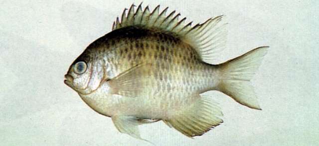 Image of Damselfish