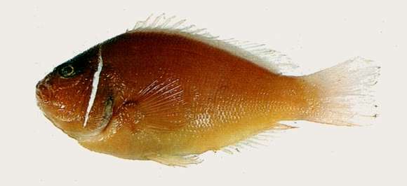 Image of Amphiprion