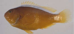 Image of Eastern Skunk Anemonefish