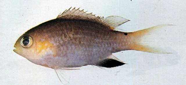 Sivun Chromis acares Randall & Swerdloff 1973 kuva