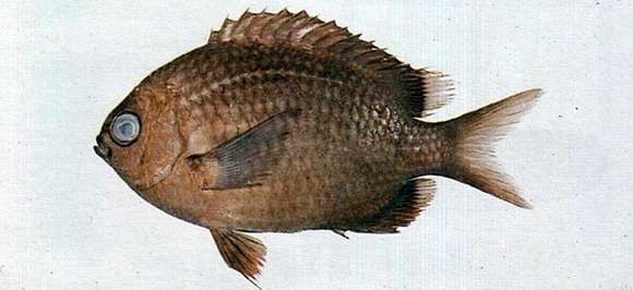 Image of White-spotted chromis