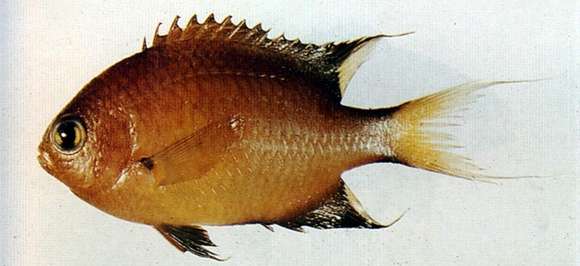 Image of Dark-fin Chromis