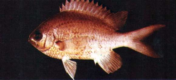 Chromis cinerascens (Cuvier 1830) resmi