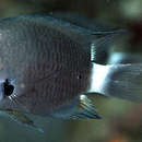 Image de Chromis delta Randall 1988