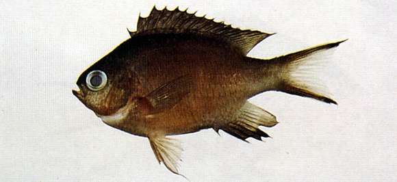 Image of Blacktip chromis