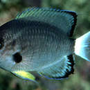 Image de Chromis leucura Gilbert 1905