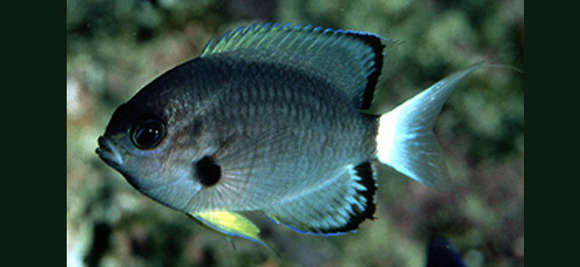 Image of Chromis leucura Gilbert 1905